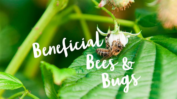 how driscolls take care of bees