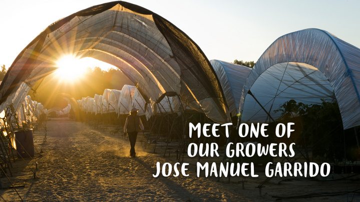 Driscolls José Manuel Garrido grower