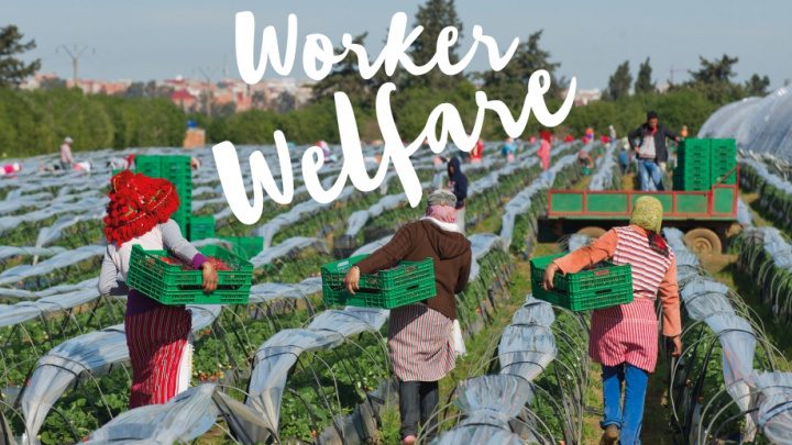 Driscolls worker welfare