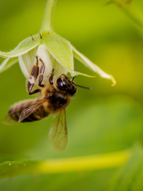 Working together with nature, bees, bugs, natural breeding methods, blackberries, raspberries, Driscoll, Driscolls, Driscolls