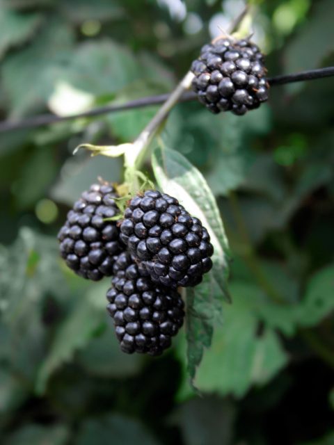 blackberries calories