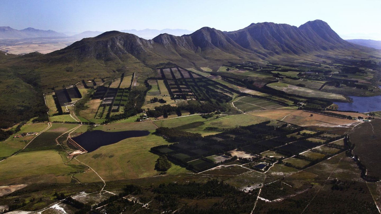 How we grow blueberries with the best growers