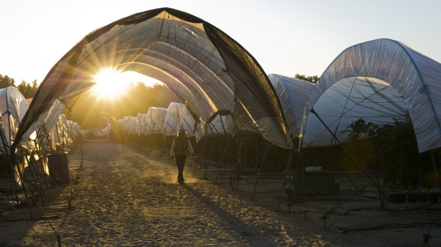 How we grow raspberries with the best growers