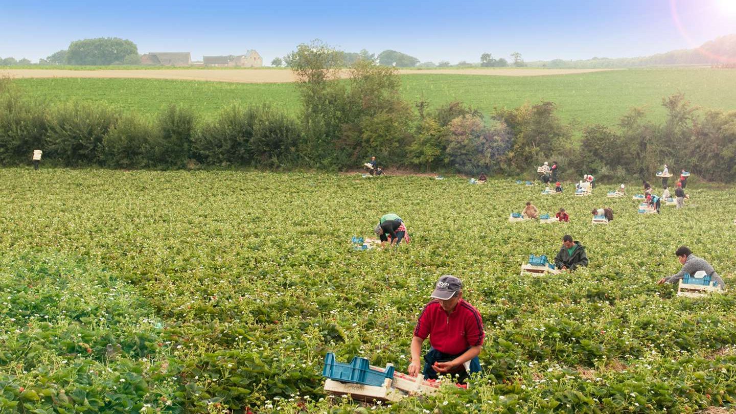 How we grow strawberries with the best growers