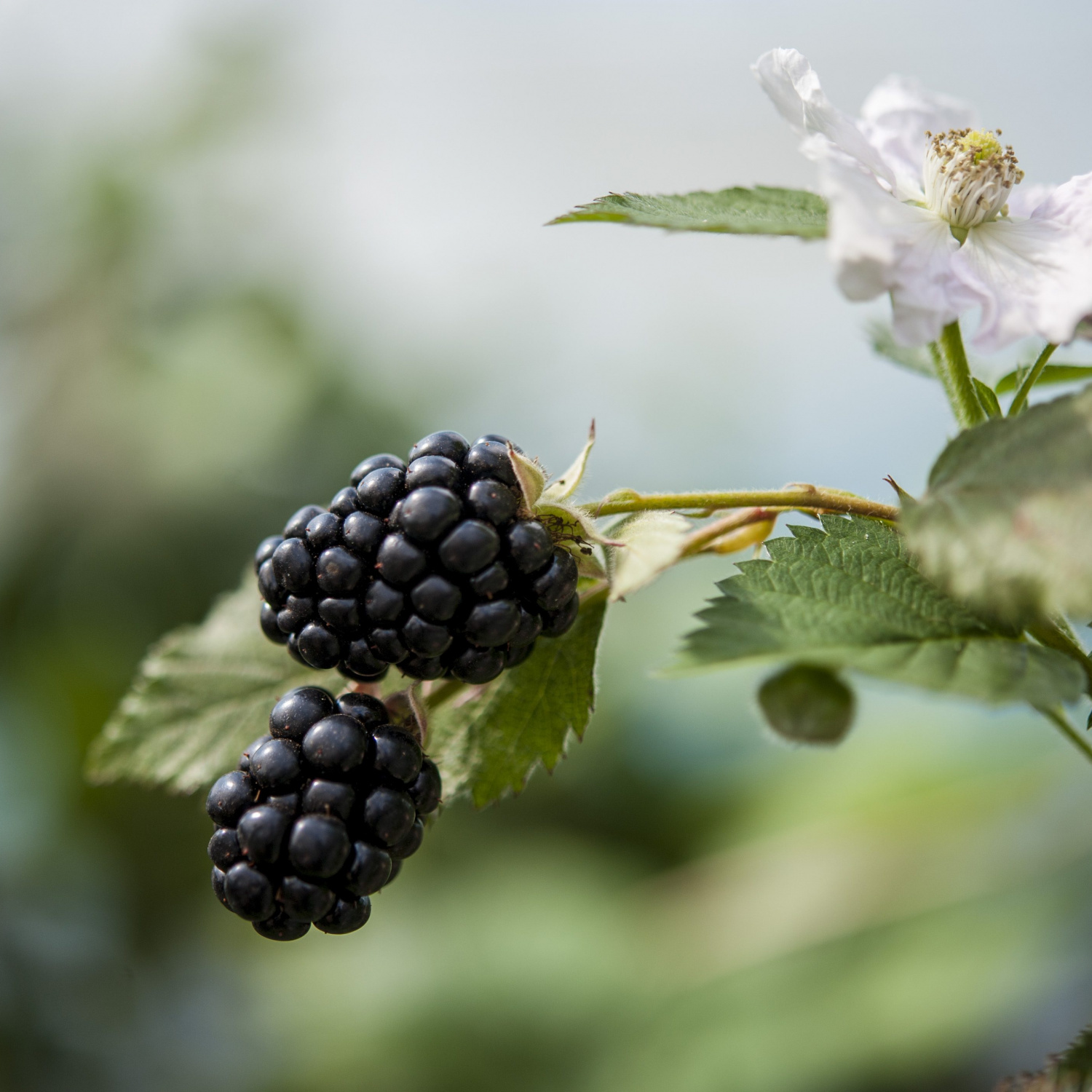 Grown with Love Driscoll's