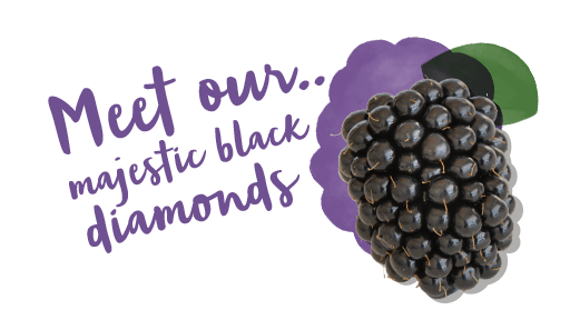 Meet our<br>majestic black<br>'diamonds'