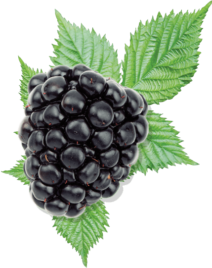 blackberry